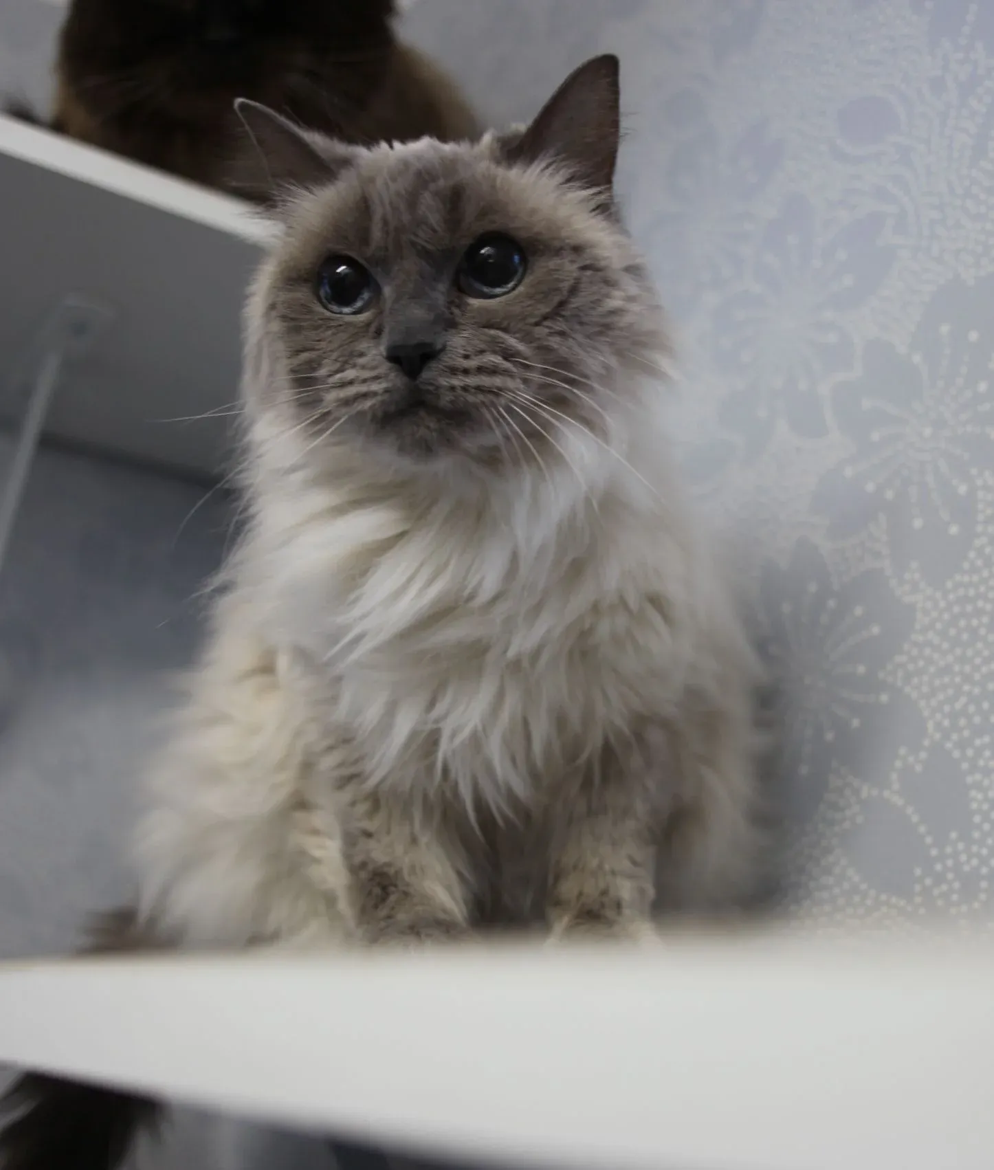 Långhårig katt som sitter på ett hyllplan i kattrummet