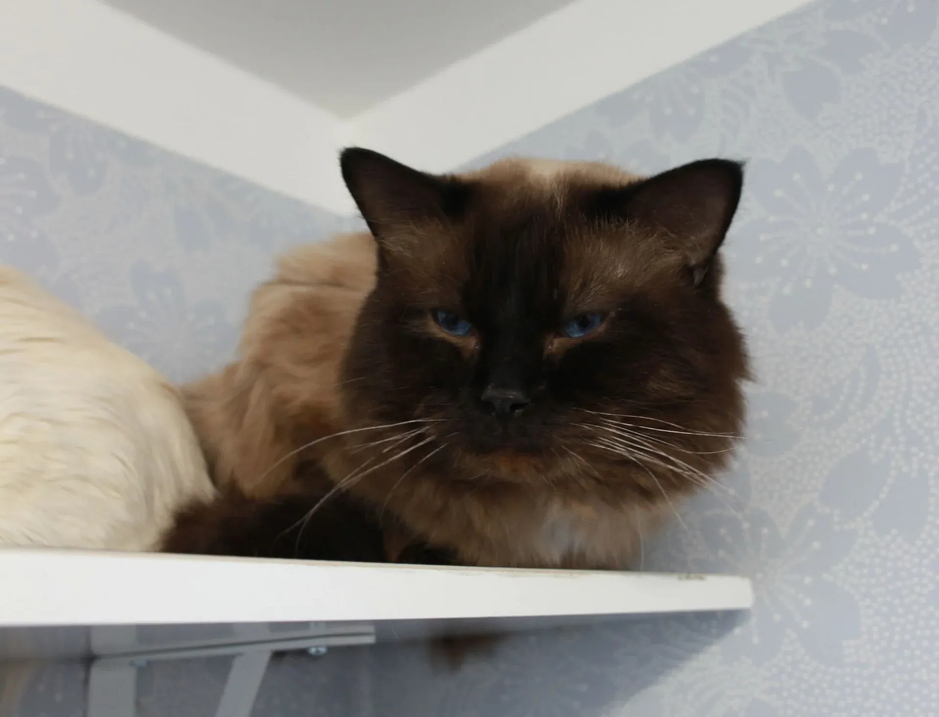 Katt som ligger på ett hyllplan i kattrummet