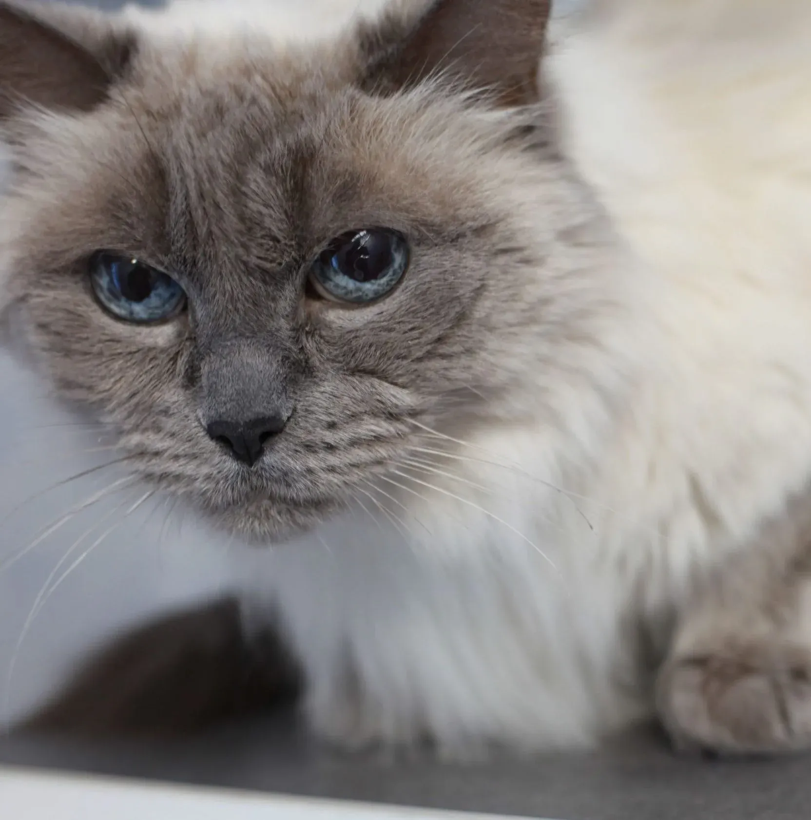 Närbild på en långhårig katt med blå ögon