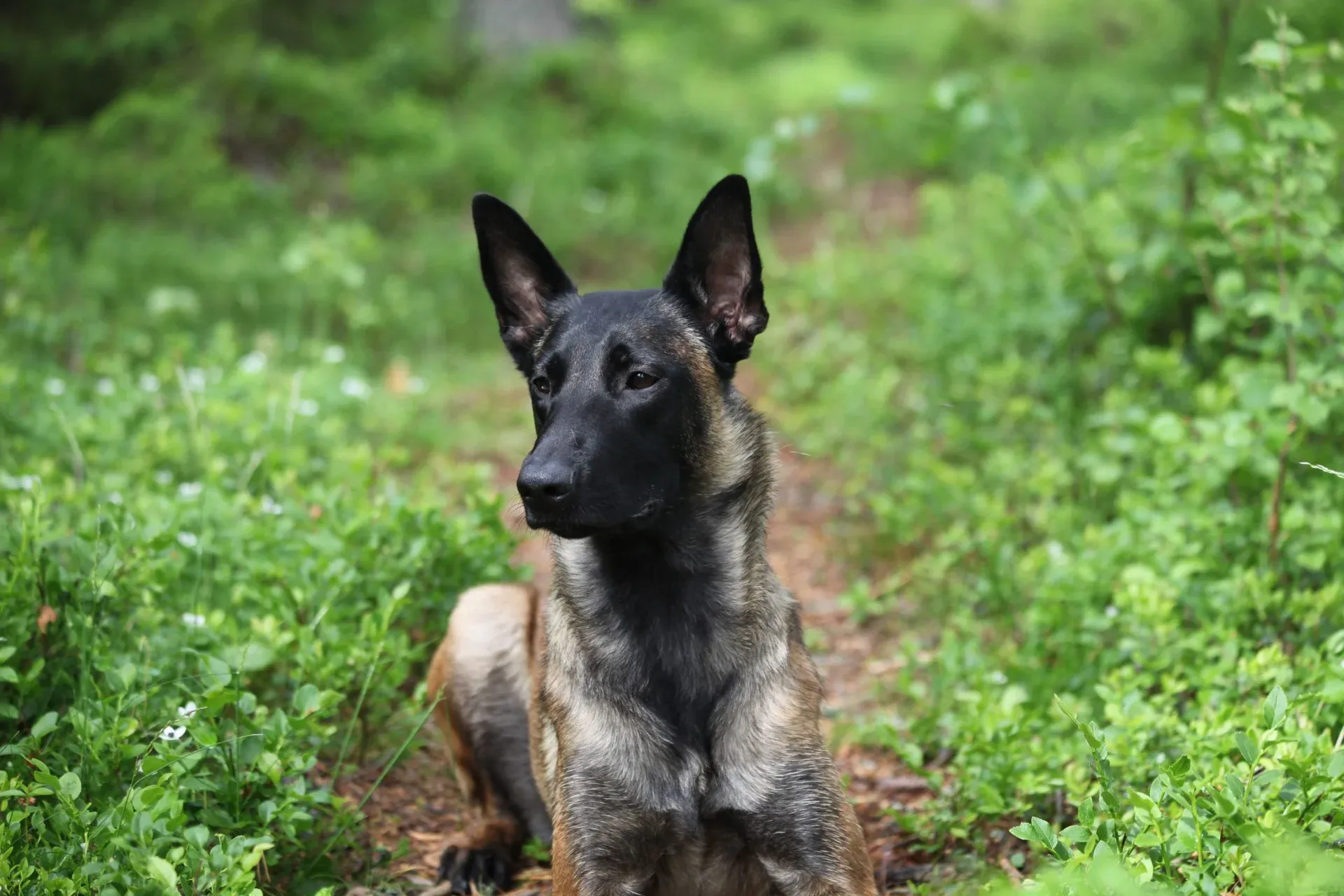 Hund som sitter i blåbärsriset i skogen vid Binagården