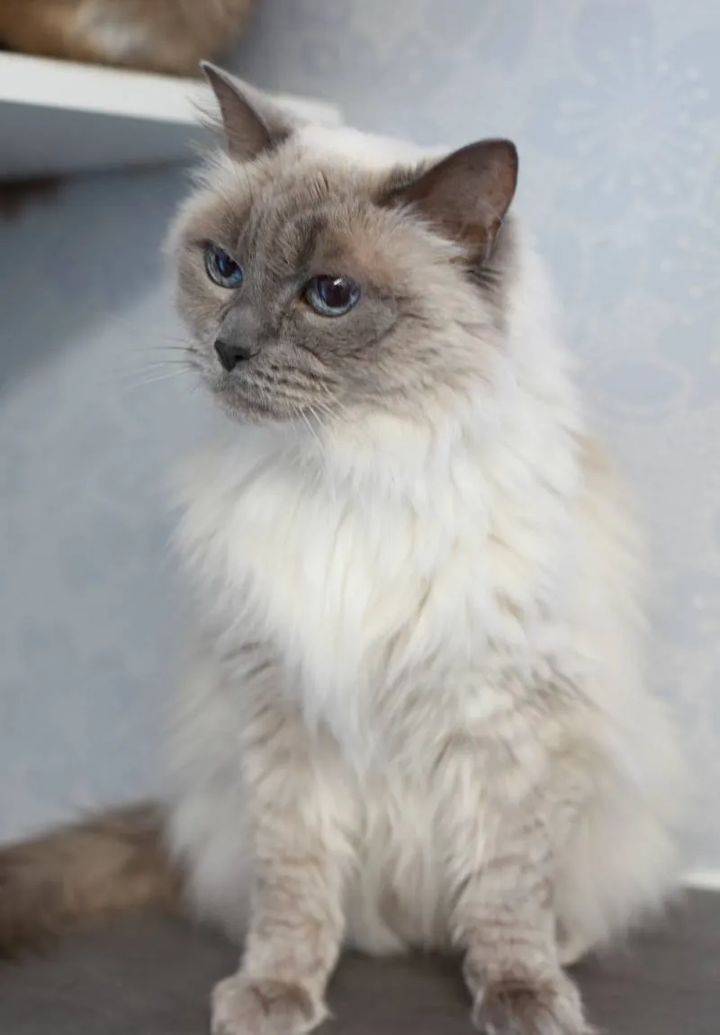 Långhårig katt som sitter i kattrummet